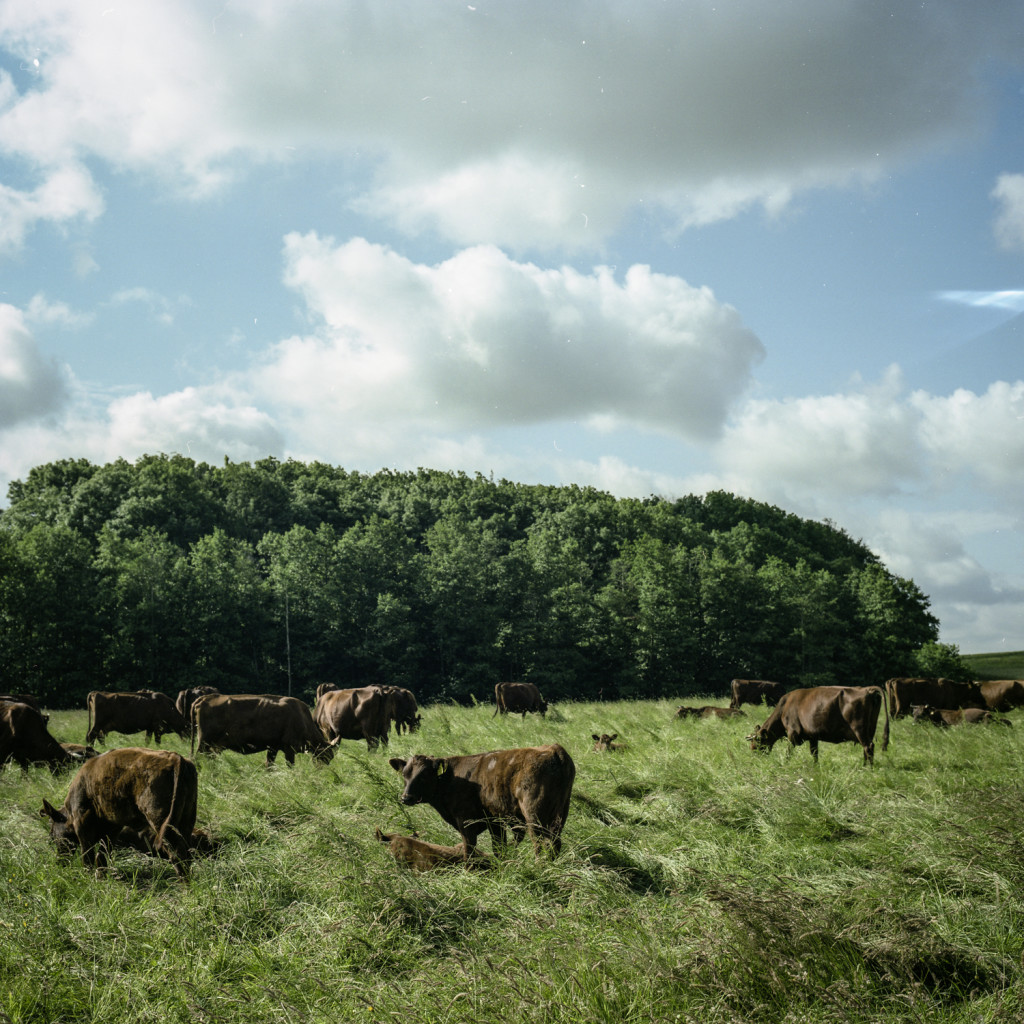 Danish cows (Hasselblad 500c/m)